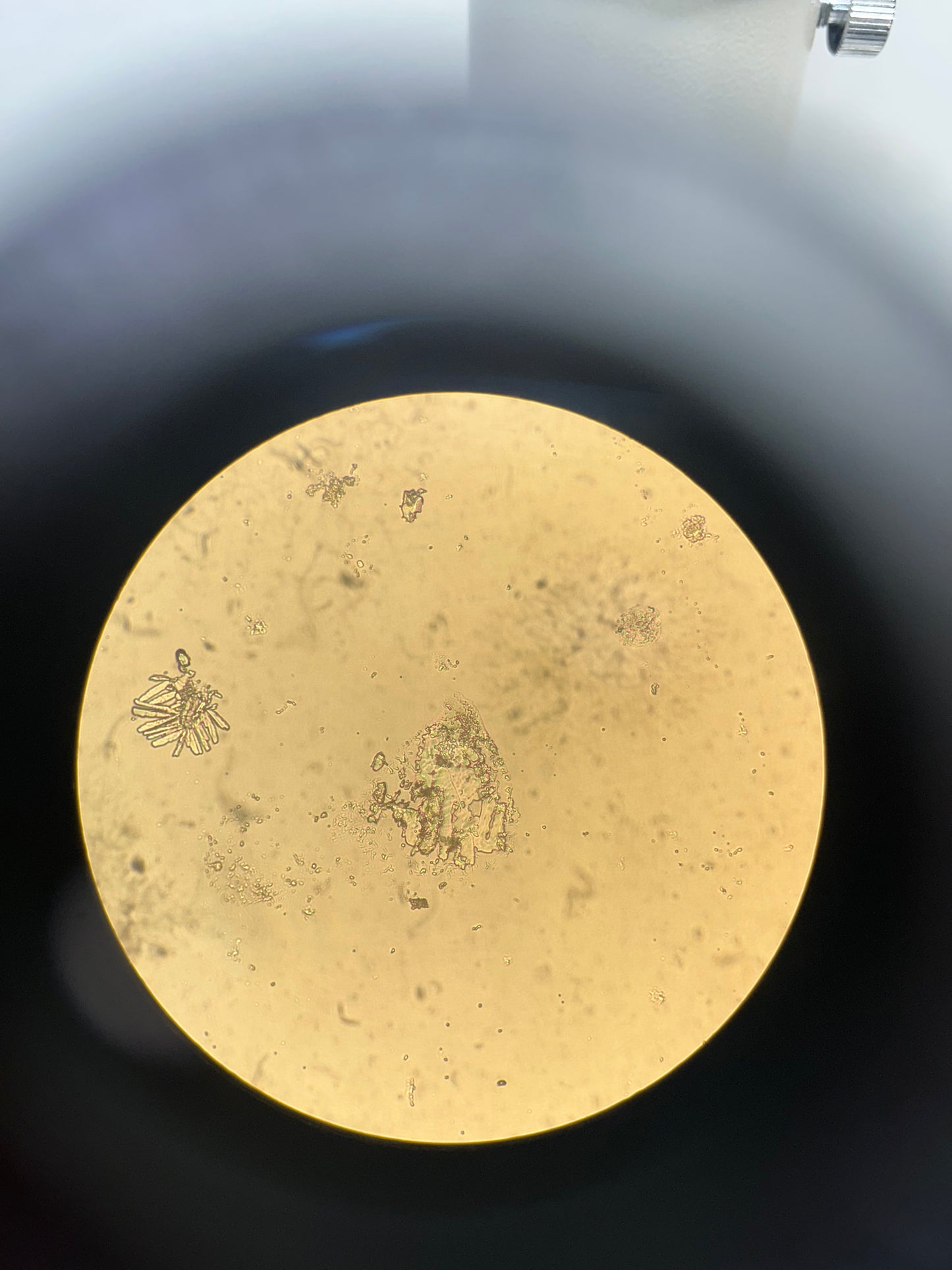 Nikon TMS Inverted Phase Contrast Microscope 2 Objectives 10x 40x
